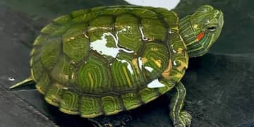Turtle
