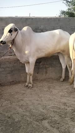 2 bail jori dono dondy 2 dant Fatah jangi nasal