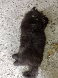 Persian Male kitten black beauty available