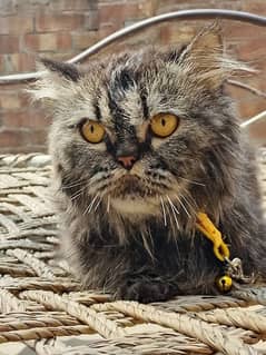 urgent sale punch face male