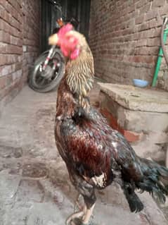 aseel bread 1 year 2 months age