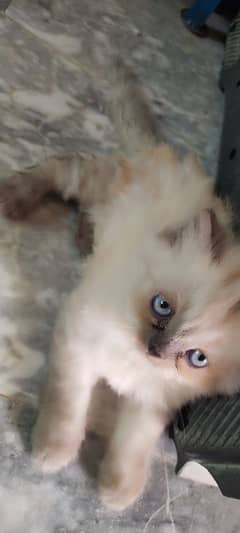 Persian