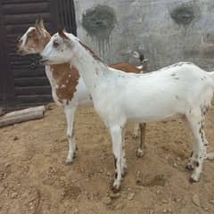 barbari male for sale