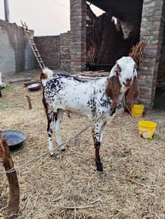 maki cheni Bakra for sale,,,