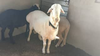 CHAKI DUMBA FOR QURBANI JORA