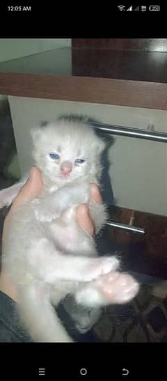 fon color punch face healthy havy bone play full male kitten
