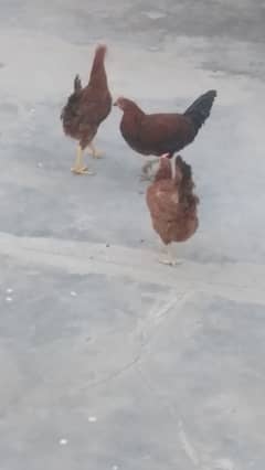 3 hens for sale