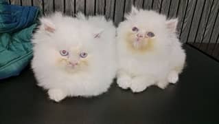 Persian