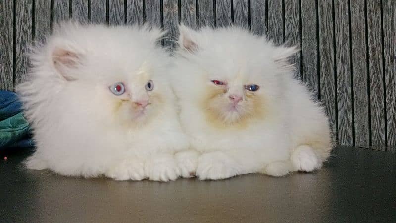 Persian female piki bloodline kittens available 1