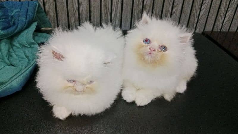 Persian female piki bloodline kittens available 2