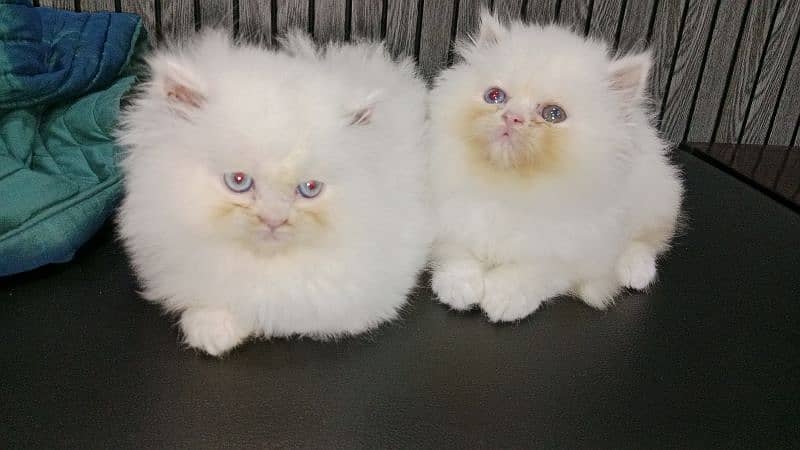 Persian female piki bloodline kittens available 3
