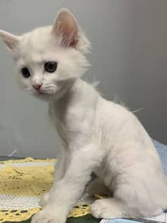2 months kitten Available