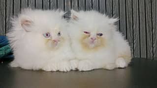 females kittens piki bloodline