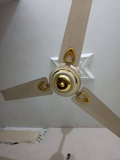 Royal fan