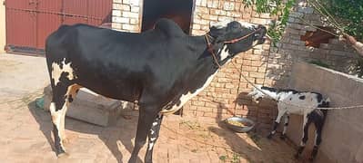 bull sale