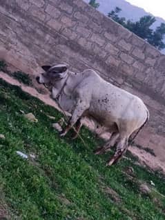 Qurbani bail