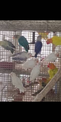 love birds