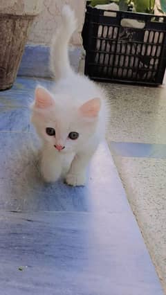 persian cat female kitten for sale