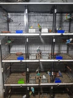 Heavy Duty 12-Compartment/ khany  Cage - Strong & Neat Condition