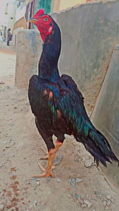 Aseel mushka
