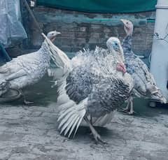 Blue Slate Turkey birds Chicks