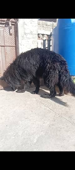 Long coated male