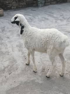 TURKI DUMBA OR BAKRA