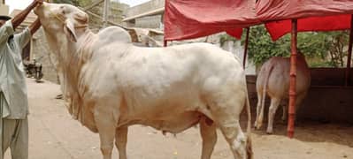 4 Dant Nukra bacha for sale