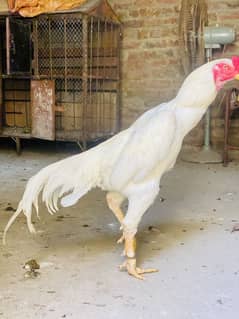 1 male