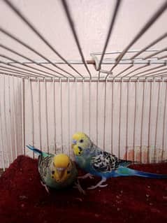rainbow red eyes and normal budgies available for sale