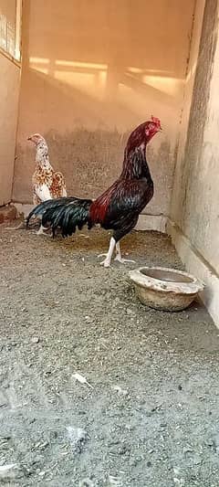 Mianwali Breader Pairt