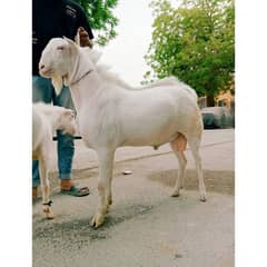 Gulabi Tedda