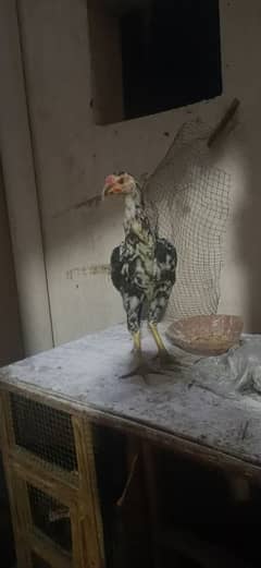 aseel Thai cross [ only exchange pigeon ]