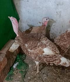 Turkey Bird