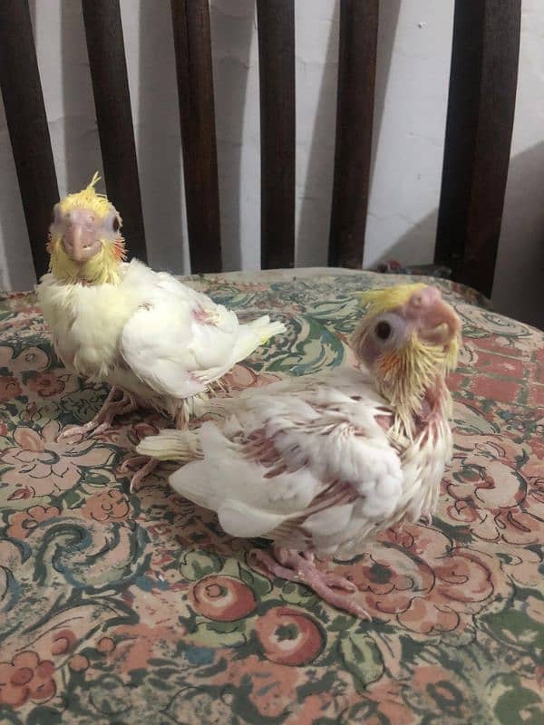 cocktail chicks 0