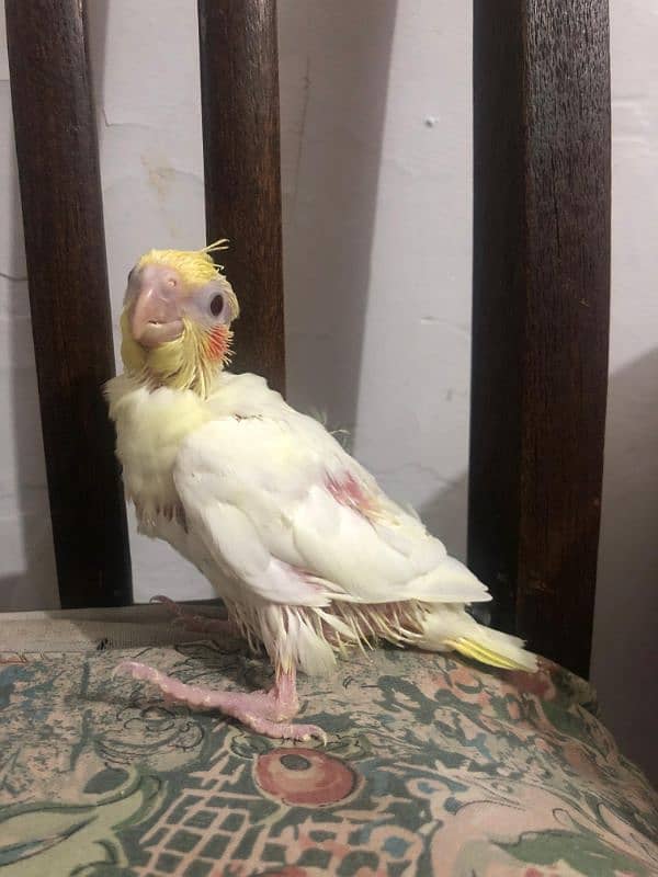 cocktail chicks 1