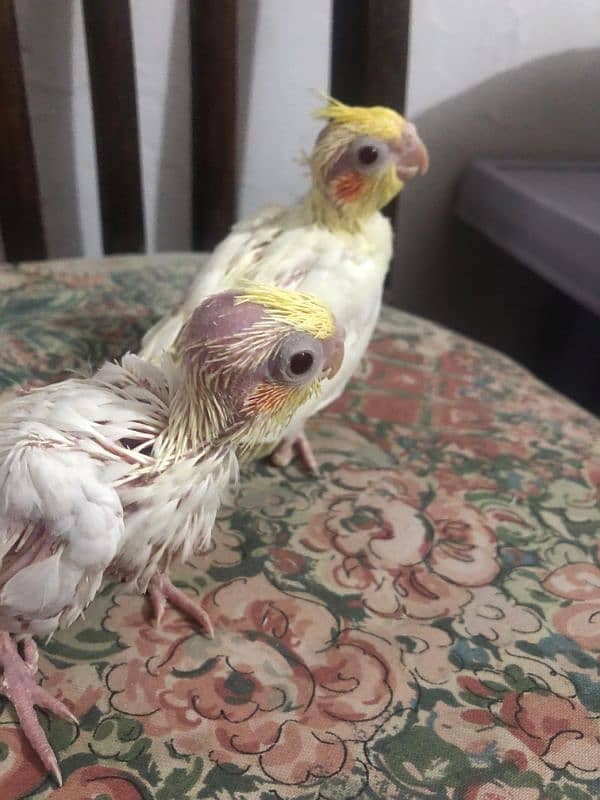 cocktail chicks 3