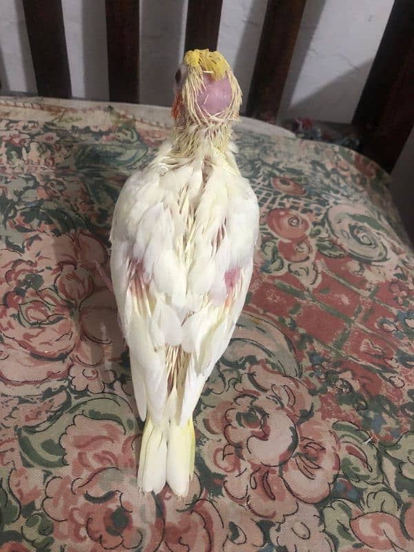 cocktail chicks 4