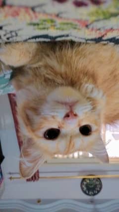 Persian cat 6 month age