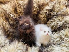 (0327-3471851) Top Quality Persian kitten or cat baby