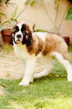 Saint Bernard Puppies