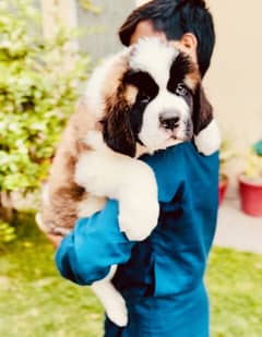 Saint Bernard Puppies