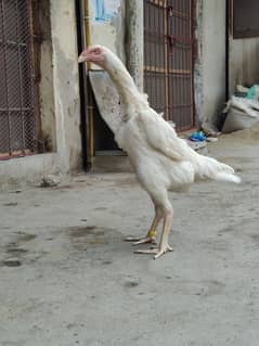 VIP quality white Shamo pair