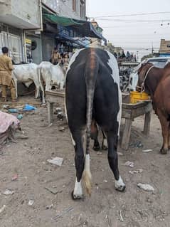 beautiful bachra