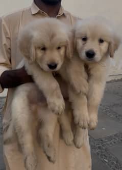 KCP Pedigreed Golden Retriever Puppies