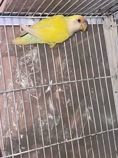 lovebird a good  bird white face resacoli red eye