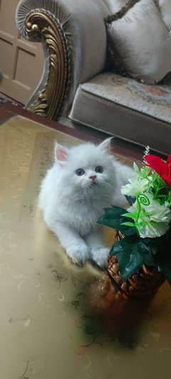 punch face  female kitten