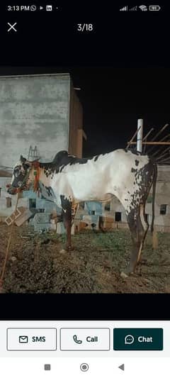 beautiful bull