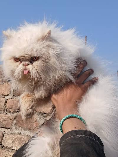 for sale urgent cat male