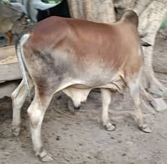 Sahiwal Cross bull